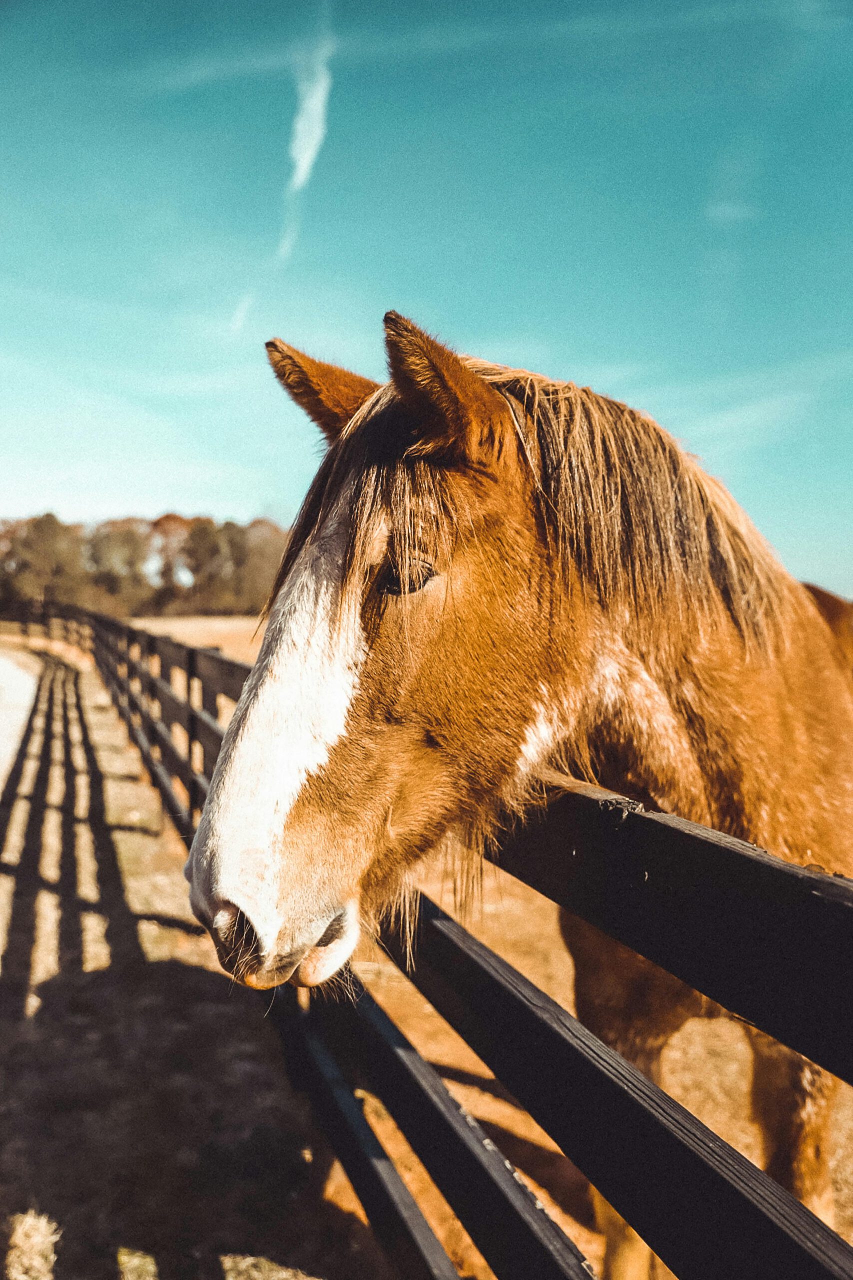 TMF Services: The Premier Fence Company in Lapeer, Michigan, Specializing in Aluminum and Farm Fences