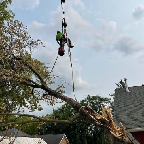 Tree Services by Pila Pros Expands Specialized Tree Removal Services in Grand Blanc